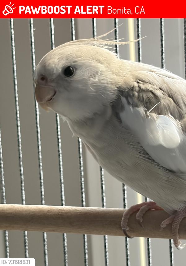 Lost Male Bird last seen Canyon Ridge Dr, Bonita, CA 91902