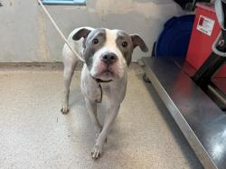 Shelter Stray Female Dog last seen Near Washington Avenue, BRONX, NY, 10456, 326 E 110th St, New York, NY 10029, USA