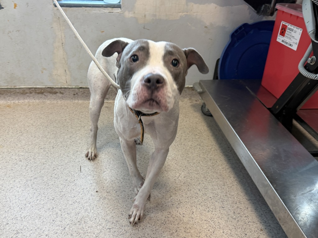 Shelter Stray Female Dog last seen Near Washington Avenue, BRONX, NY, 10456, 326 E 110th St, New York, NY 10029, USA