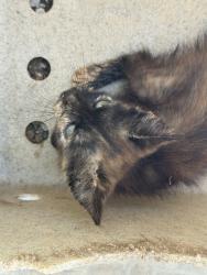Shelter Stray Female Cat last seen Near La 1252 Highway, CARENCRO, LA, 70520, 410 Dugas Rd, Lafayette, LA 70507, USA