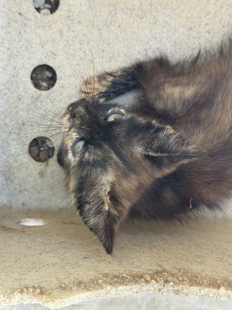 Shelter Stray Female Cat last seen Near La 1252 Highway, CARENCRO, LA, 70520, 410 Dugas Rd, Lafayette, LA 70507, USA