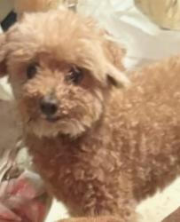 Reunited Male Dog last seen Sample and powerline, Pompano Beach, FL 33064