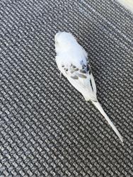 Found/Stray Unknown Bird last seen Liberty park, Novi, MI 48377