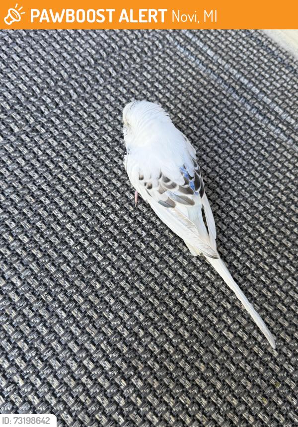 Found/Stray Unknown Bird last seen Liberty park, Novi, MI 48377