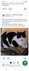 Lost Male Cat last seen Near st & 39 ave nw, Edmonton, AB T6T 2K2