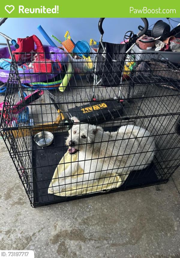 Reunited Female Dog last seen Illinois ave, centrifuge way, summit place neighborhood, Oak Ridge, TN 37830