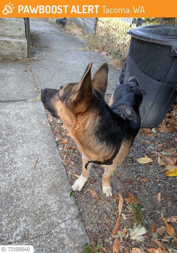 Found/Stray Unknown Dog last seen 72nd and G Street, Tacoma, WA 98408