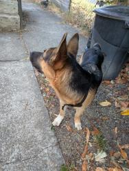 Found/Stray Unknown Dog last seen 72nd and G Street, Tacoma, WA 98408