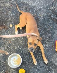 Found/Stray Female Dog last seen Lauderhill, Lauderhill, FL 33311