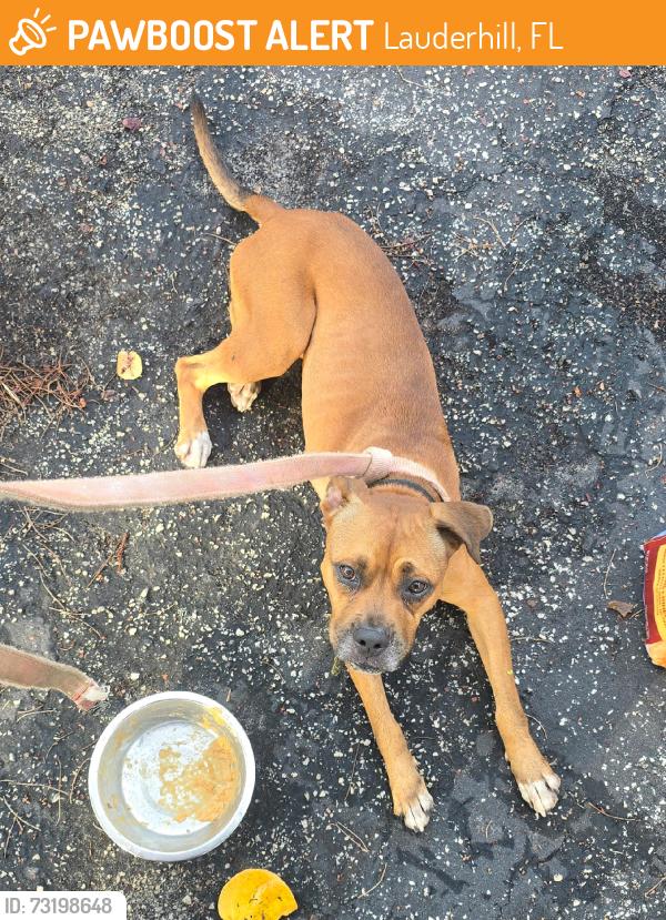 Found/Stray Female Dog last seen Lauderhill, Lauderhill, FL 33311