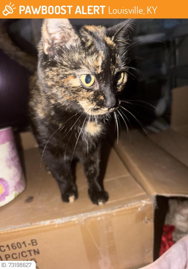Found/Stray Female Cat last seen Sunflower ave Louisville Kentucky, Louisville, KY 40216