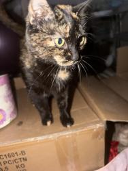 Found/Stray Female Cat last seen Sunflower ave Louisville Kentucky, Louisville, KY 40216