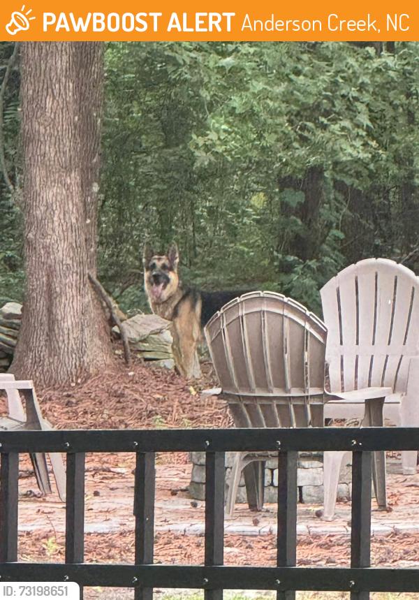 Found/Stray Male Dog last seen Micah’s Way North and Barons Run West, Anderson Creek, NC 28390