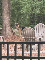 Found/Stray Male Dog last seen Micah’s Way North and Barons Run West, Anderson Creek, NC 28390