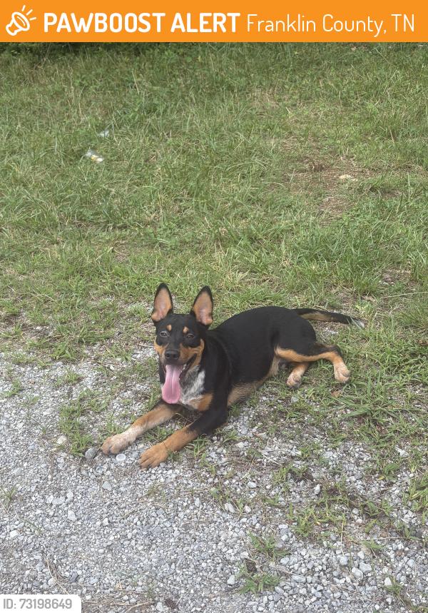 Found/Stray Male Dog last seen not sure, Franklin County, TN 37330