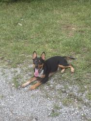 Found/Stray Male Dog last seen not sure, Franklin County, TN 37330