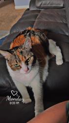 Lost Female Cat last seen Subdivision, Indianapolis, IN 46239