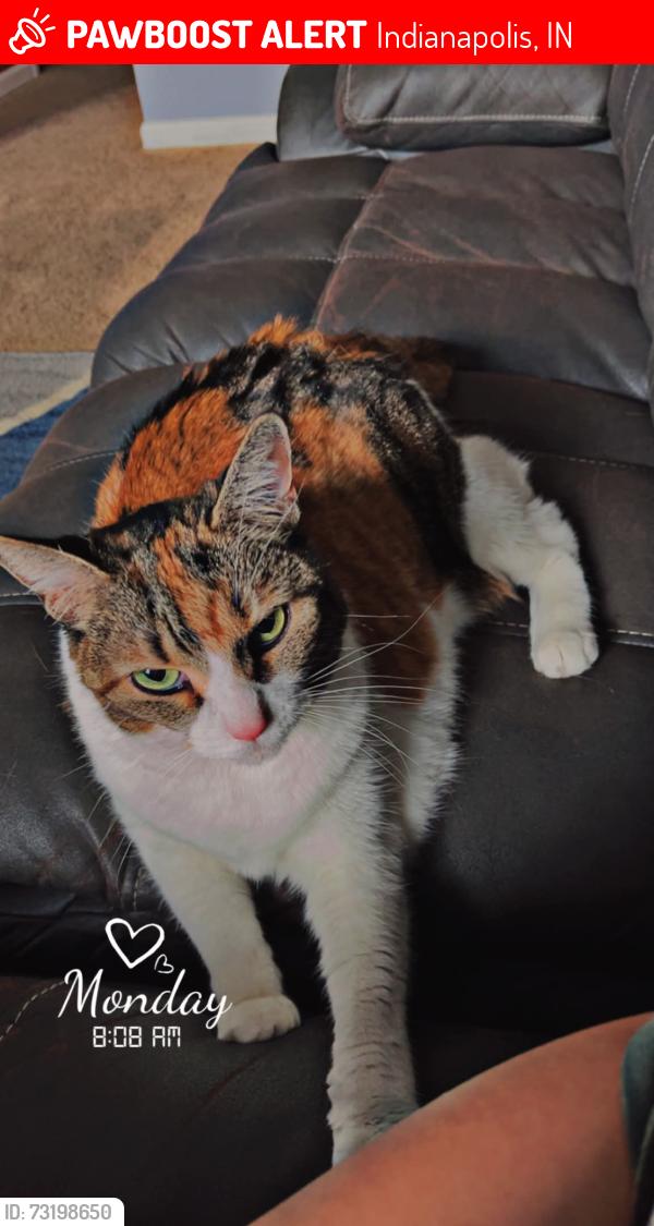 Lost Female Cat last seen Subdivision, Indianapolis, IN 46239