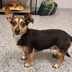 Shelter Stray Female Dog last seen , 328 Furman Hall Rd, Greenville, SC 29609, USA