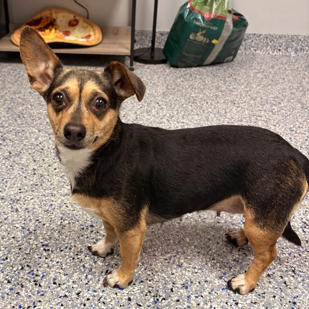 Shelter Stray Female Dog last seen , 328 Furman Hall Rd, Greenville, SC 29609, USA