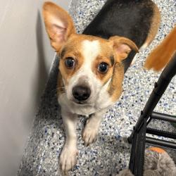 Shelter Stray Female Dog last seen , 328 Furman Hall Rd, Greenville, SC 29609, USA