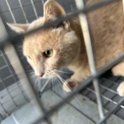 Shelter Stray Male Cat last seen , 980 Guilford College Rd, Greensboro, NC 27409, USA