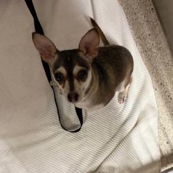 Shelter Stray Female Dog last seen , 8464 Beach Blvd, Jacksonville, FL 32216, USA
