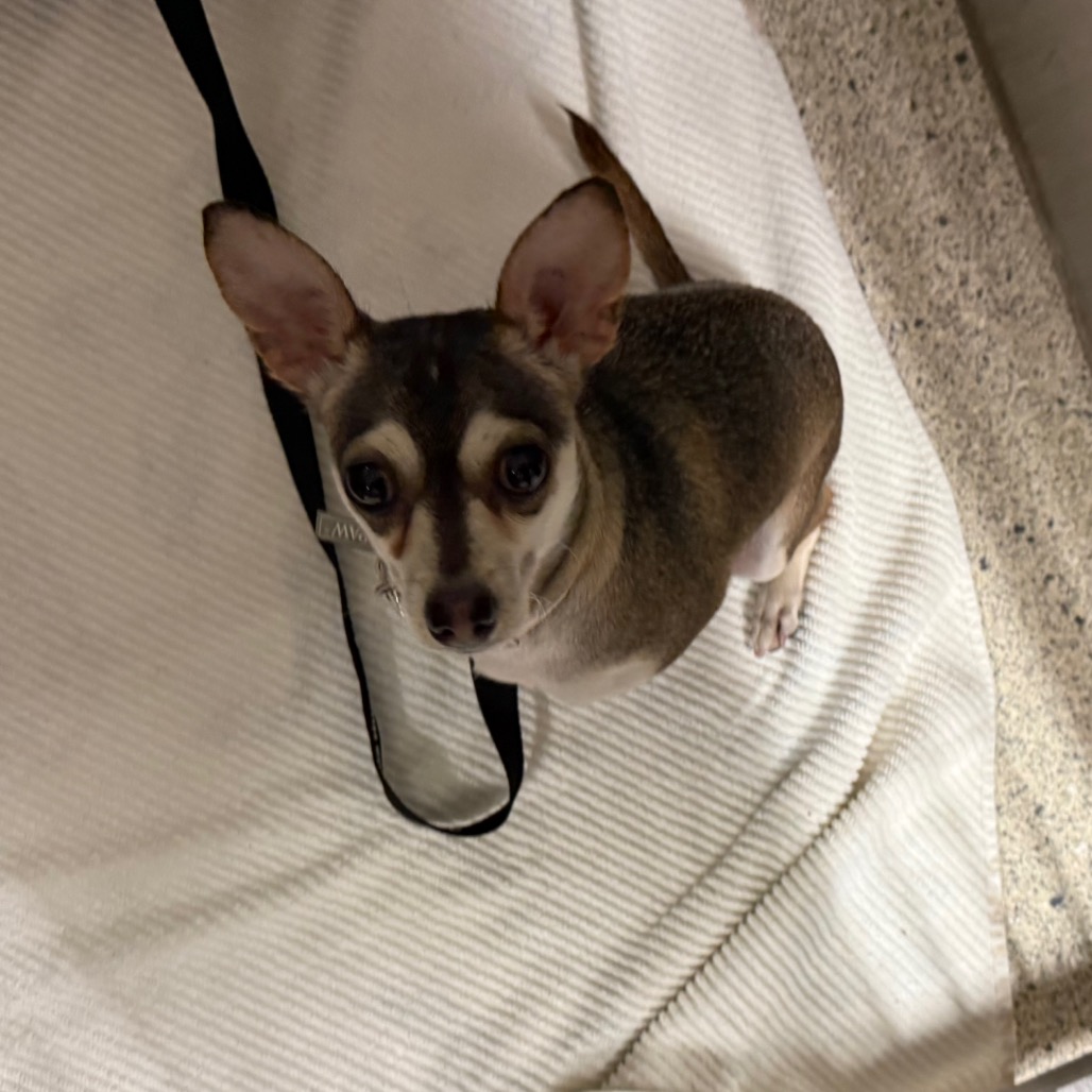 Shelter Stray Female Dog last seen , 8464 Beach Blvd, Jacksonville, FL 32216, USA