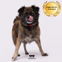 Shelter Stray Female Dog last seen , 3607 N Armenia Ave, Tampa, FL 33607, USA