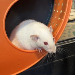 Shelter Stray Male Other last seen , 3607 N Armenia Ave, Tampa, FL 33607, USA