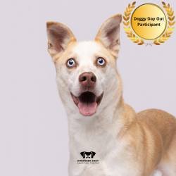 Shelter Stray Male Dog last seen , 3607 N Armenia Ave, Tampa, FL 33607, USA