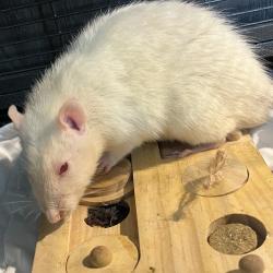 Shelter Stray Male Other last seen , 3607 N Armenia Ave, Tampa, FL 33607, USA
