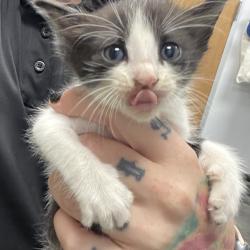Shelter Stray Female Cat last seen , 3100 Deats Rd, Dickinson, TX 77539, USA