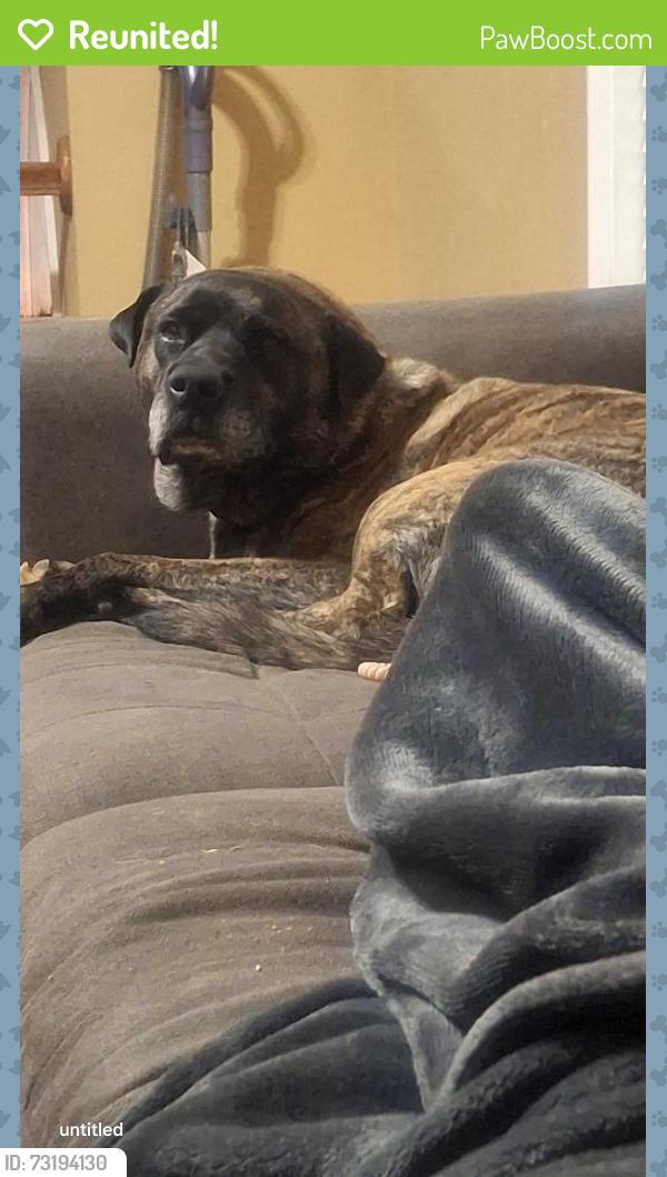 Reunited Male Dog last seen Yellow Deli, Hiddenite, NC 28636