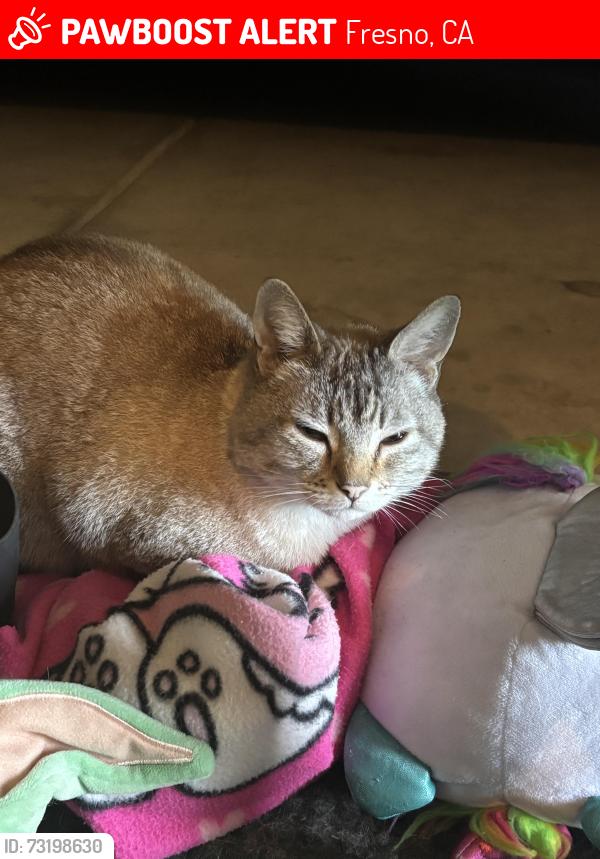 Lost Female Cat last seen Armstrong and shields, Fresno, CA 93727
