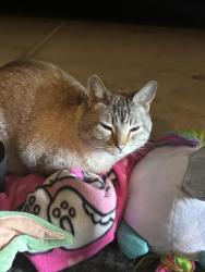 Lost Female Cat last seen Armstrong and shields, Fresno, CA 93727