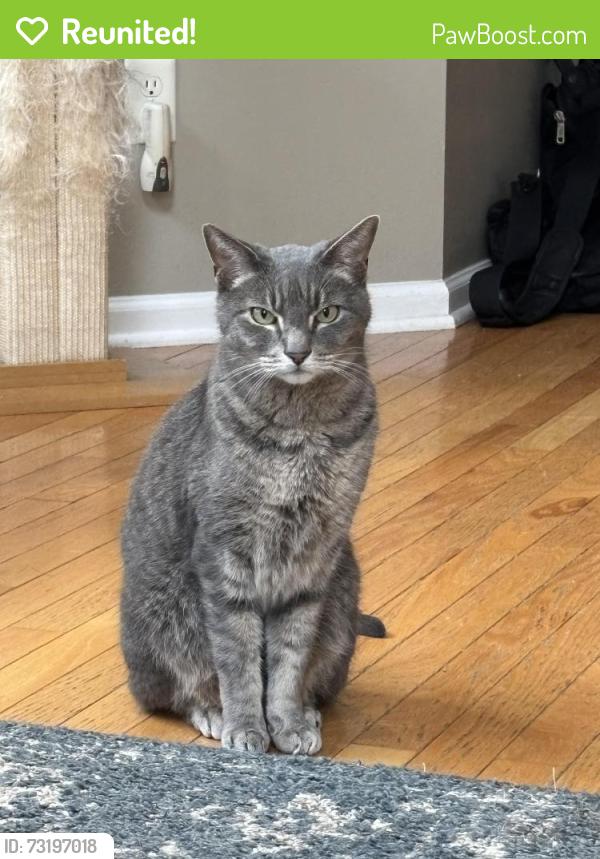 Reunited Male Cat last seen 7th St and Myrtle, Atlanta, GA 30309
