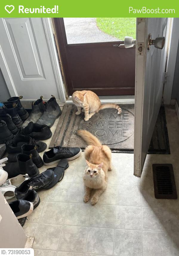 Reunited Male Cat last seen Dalhousie Dr, London, ON N6K 2Y1