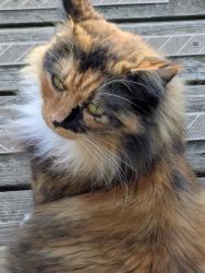 Lost Female Cat last seen 16th and Ridgeway, North Vancouver, BC 
