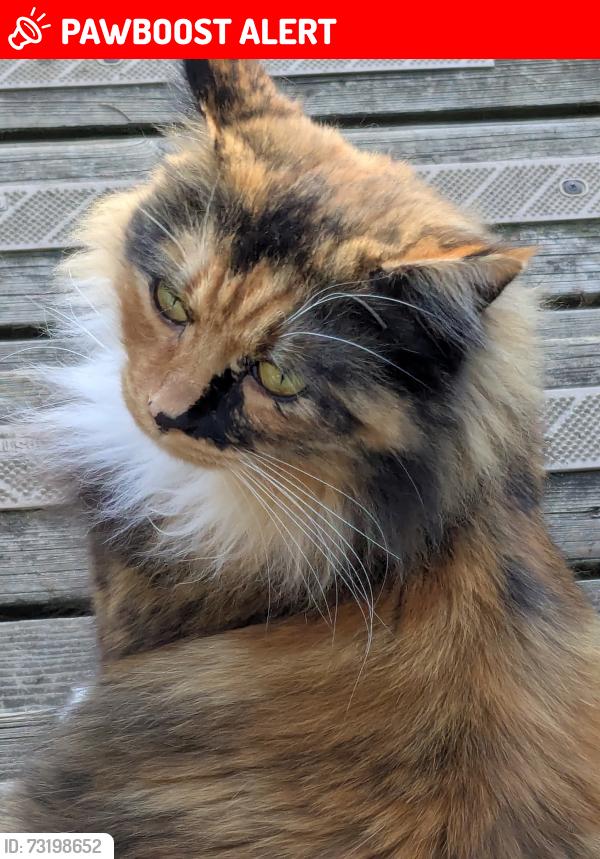 Lost Female Cat last seen 16th and Ridgeway, North Vancouver, BC 