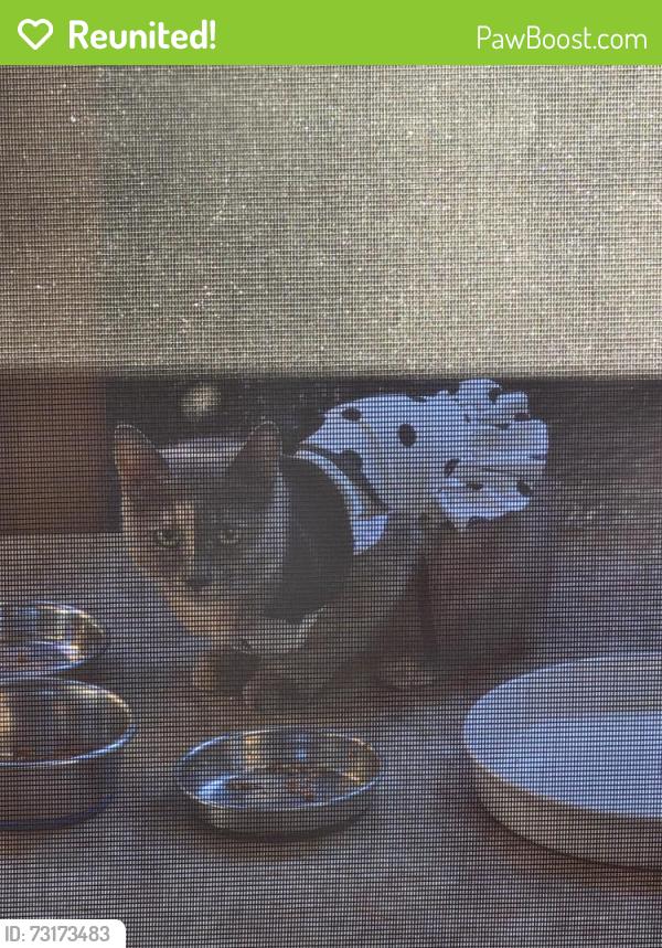Reunited Unknown Cat last seen Escalon pl Beaverton or, Beaverton, OR 97008