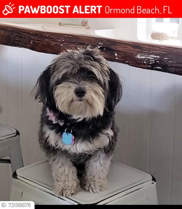 Lost Female Dog last seen Plantation Bay, Ormond Beach, FL 32174