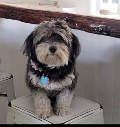 Lost Female Dog last seen Plantation Bay, Ormond Beach, FL 32174