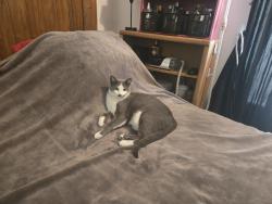 Lost Female Cat last seen CALHOUN Jerry Murphy rd, Saint Matthews, SC 29135