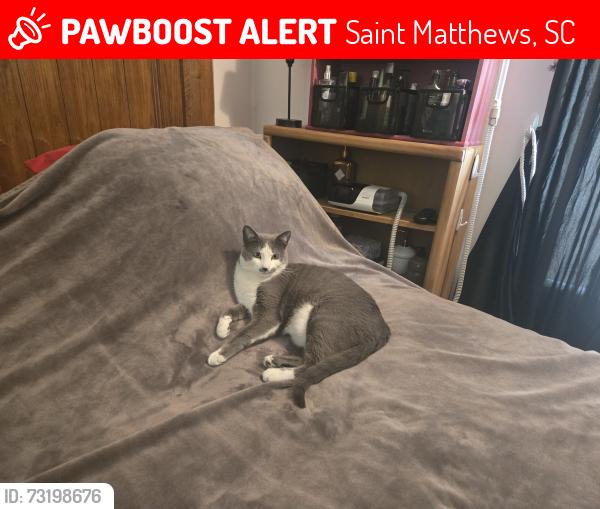 Lost Female Cat last seen CALHOUN Jerry Murphy rd, Saint Matthews, SC 29135