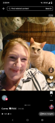Lost Female Cat last seen Godford and hope ave, Seneca, SC 29678