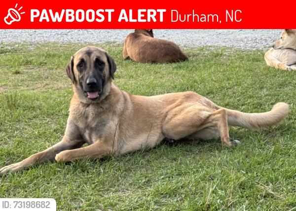 Lost Female Dog last seen Virgil Rd, Durham, NC, Durham, NC 27703