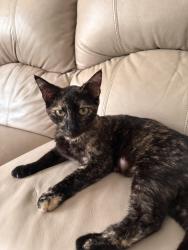 Reunited Female Cat last seen Old Shirley Rd, Pickens County, SC 29630