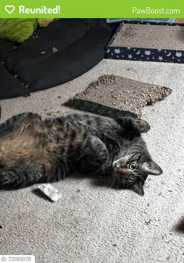 Reunited Male Cat last seen Near s Grant St Denver CO 80210, Denver, CO 80210