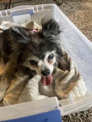 Reunited Male Dog last seen Rosemary, lemon, lady lake blvd, Lady Lake, FL 32159